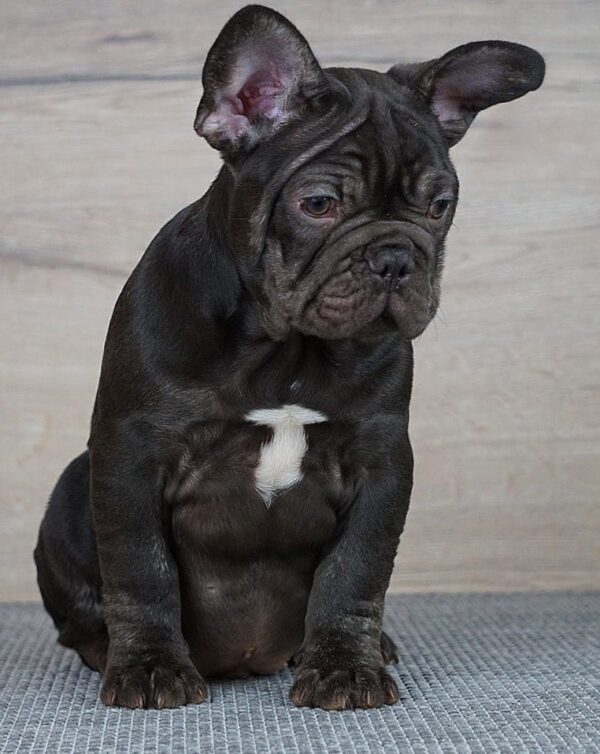 Toro French Bulldog Toro French Bulldog