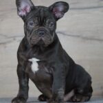 Toro-male-French-Bulldog-puppy-for-sale-3