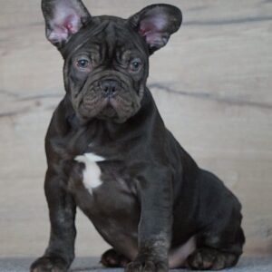 Toro French Bulldog Toro French Bulldog