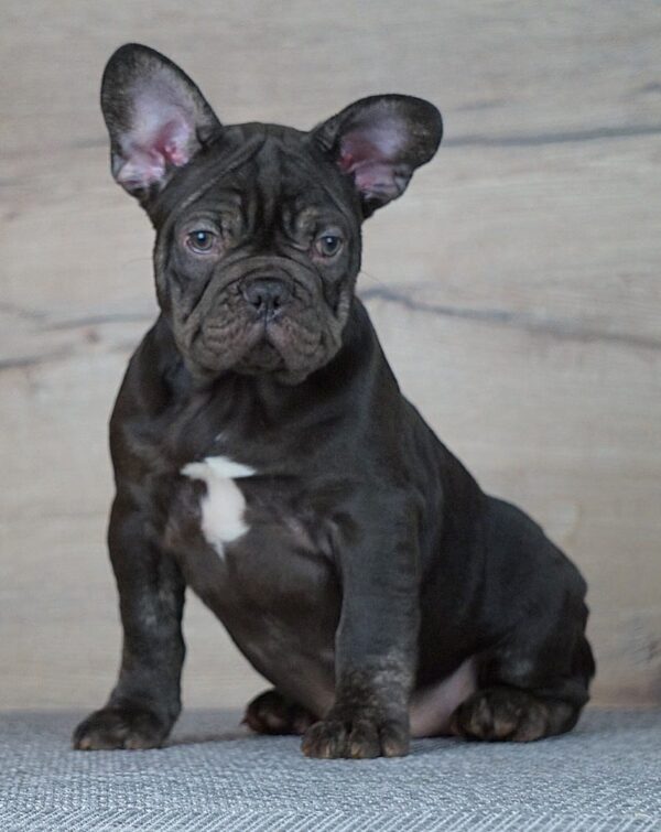 Toro French Bulldog Toro French Bulldog