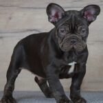 Toro-male-French-Bulldog-puppy-for-sale-2