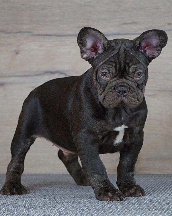 Toro French Bulldog Toro French Bulldog