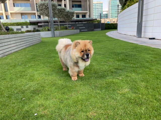 Boomah Chow Chow