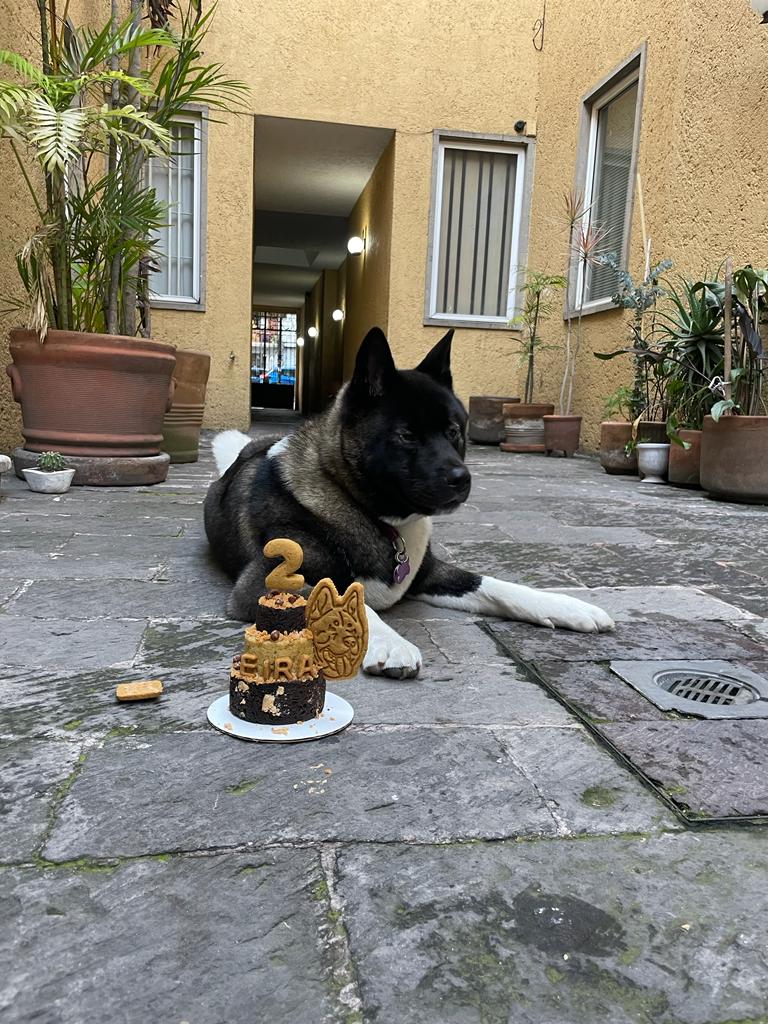 American Akita Eira