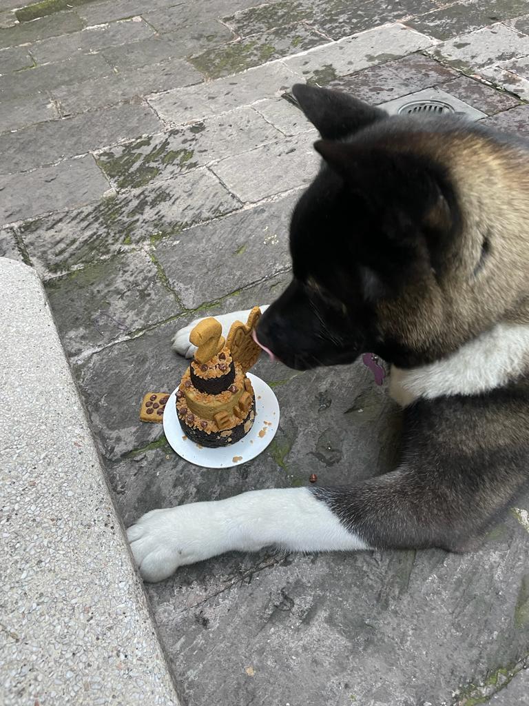 American Akita Eira