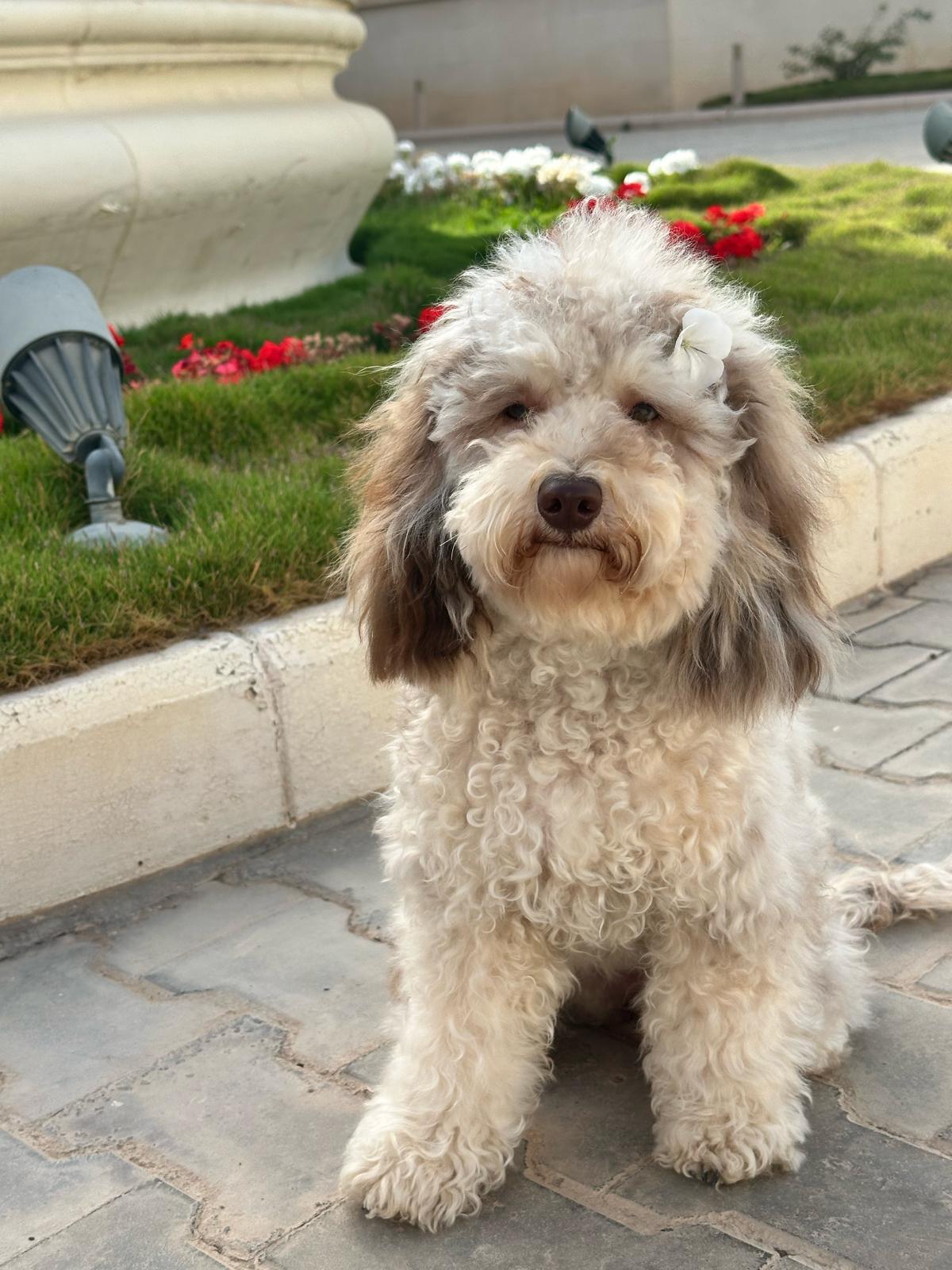 tilly cavapoo