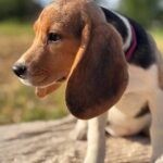 Whisper-female-Beagle-puppy-for-sale-1