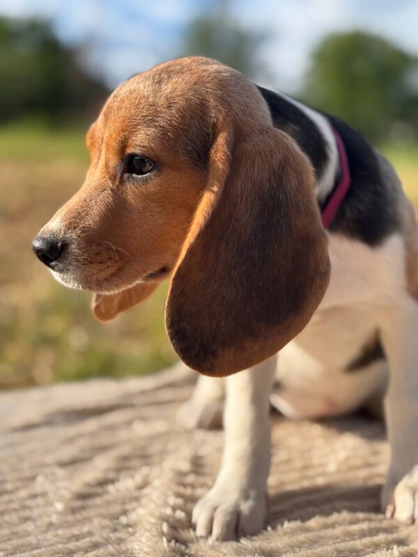 Whisper Beagle Whisper Beagle
