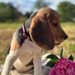Whisper-female-Beagle-puppy-for-sale-2
