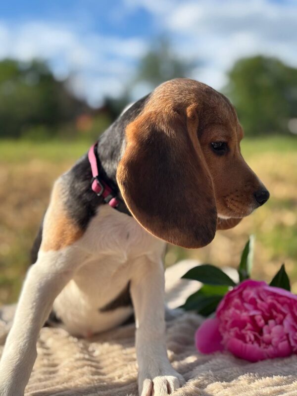 Whisper Beagle Whisper Beagle