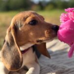 Whisper-female-Beagle-puppy-for-sale-3