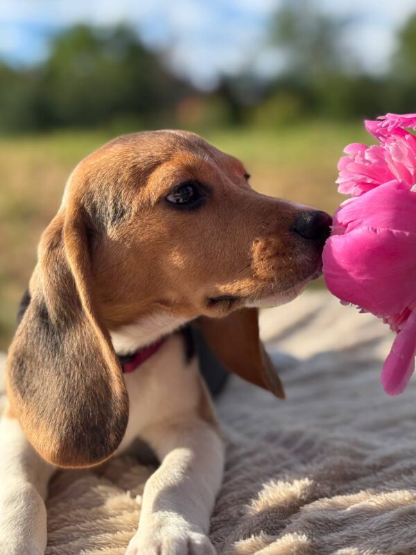 Whisper Beagle Whisper Beagle