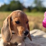 Whisper-female-Beagle-puppy-for-sale-4