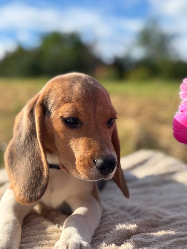 Whisper Beagle Whisper Beagle