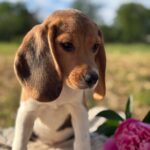 Whisper-female-Beagle-puppy-for-sale-5