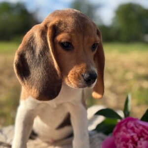 Whisper Beagle Whisper Beagle