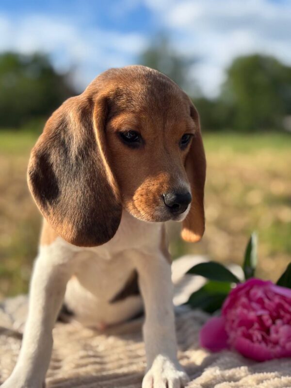 Whisper Beagle Whisper Beagle