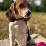 Willow-female-Beagle-puppy-for-sale-1