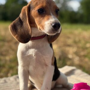 Willow Beagle Willow Beagle