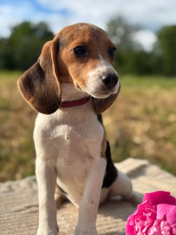 Willow Beagle Willow Beagle