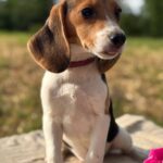 Willow-female-Beagle-puppy-for-sale-2