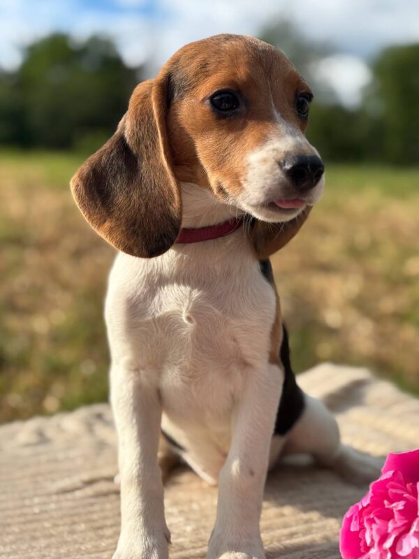 Willow Beagle Willow Beagle