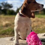 Willow-female-Beagle-puppy-for-sale-3