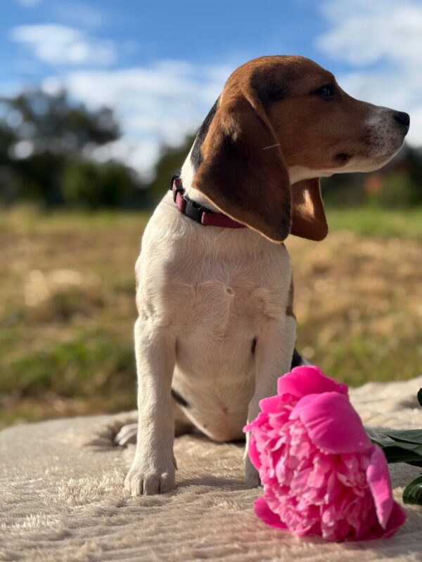 Willow Beagle Willow Beagle