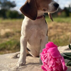 Willow Beagle Willow Beagle