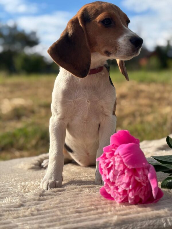 Willow Beagle Willow Beagle