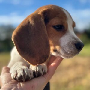 Winnie Beagle Winnie Beagle