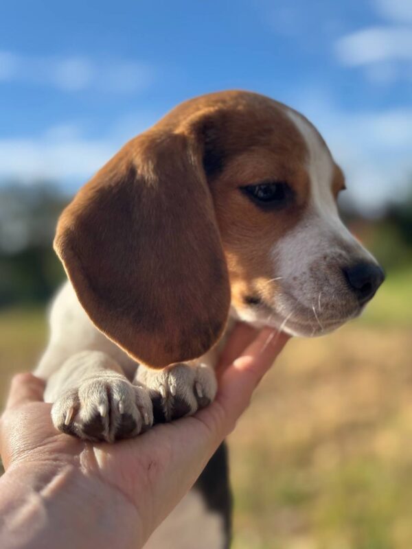Winnie Beagle Winnie Beagle