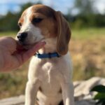 Winnie-female-Beagle-puppy-for-sale-2