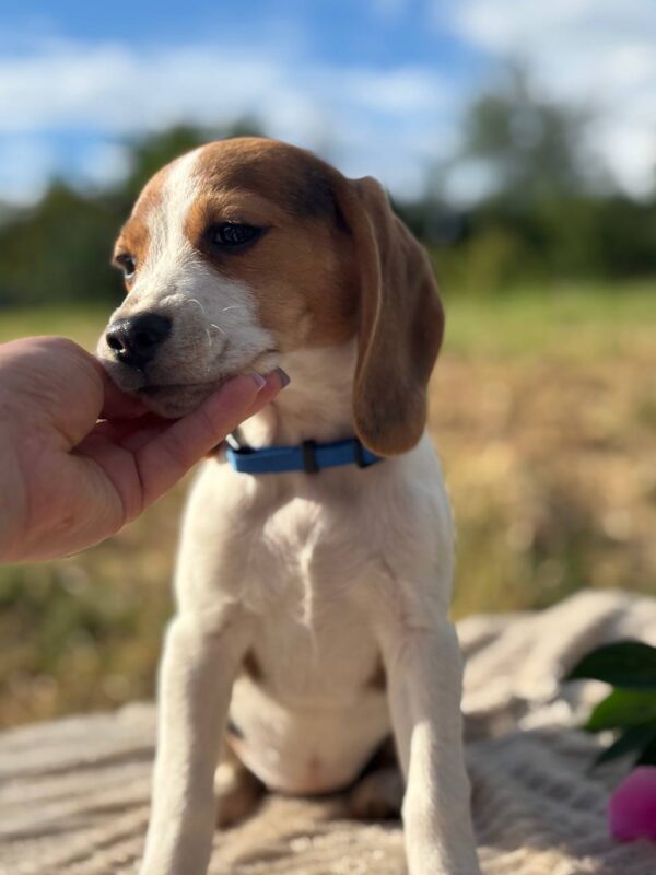 Winnie Beagle Winnie Beagle