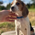 Winnie-female-Beagle-puppy-for-sale-3