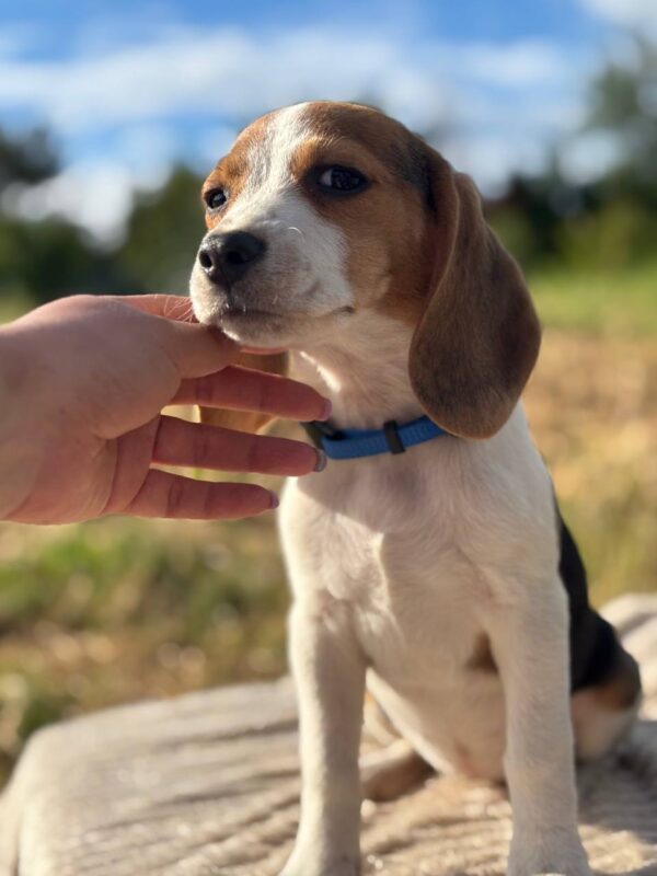 Winnie Beagle Winnie Beagle
