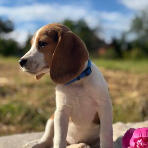 Winnie Beagle Winnie Beagle