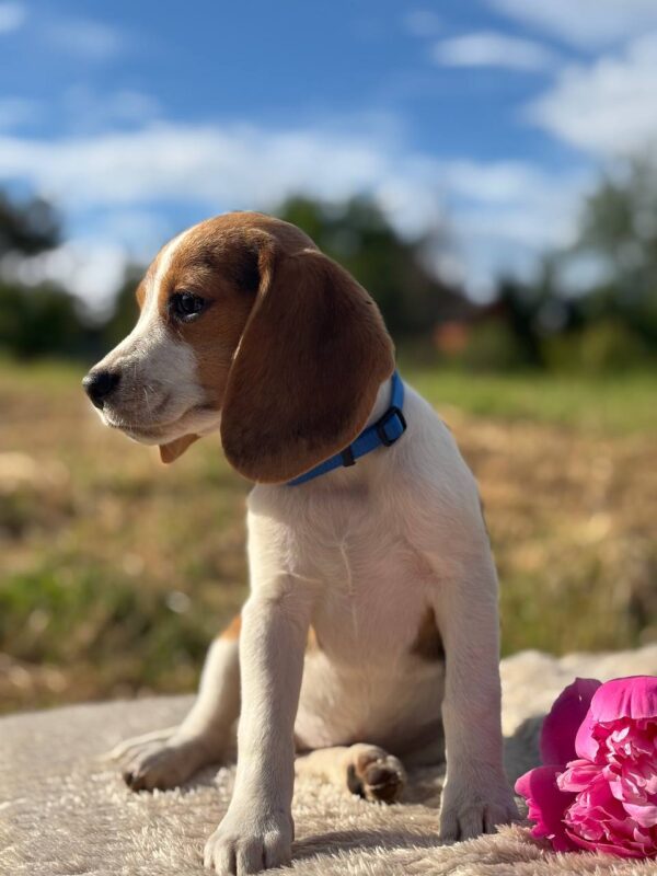 Winnie Beagle Winnie Beagle