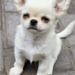 Winston-male-Chihuahua-puppy-for-sale-1