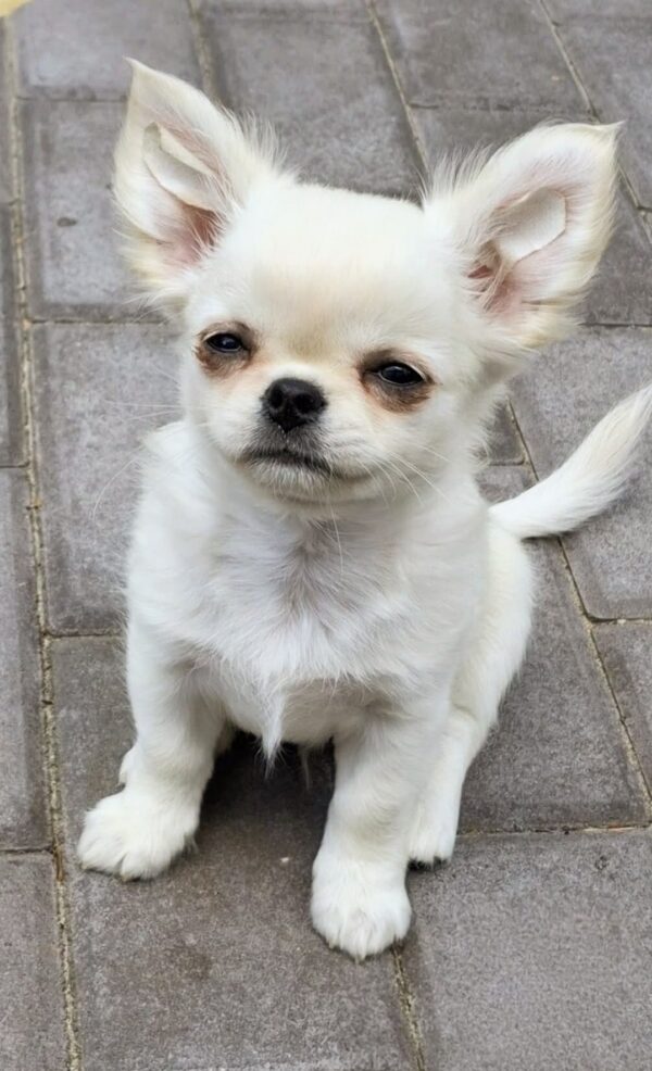 Winston Chihuahua Winston Chihuahua