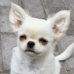 Winston-male-Chihuahua-puppy-for-sale-2