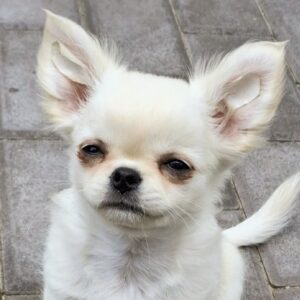 Winston Chihuahua Winston Chihuahua