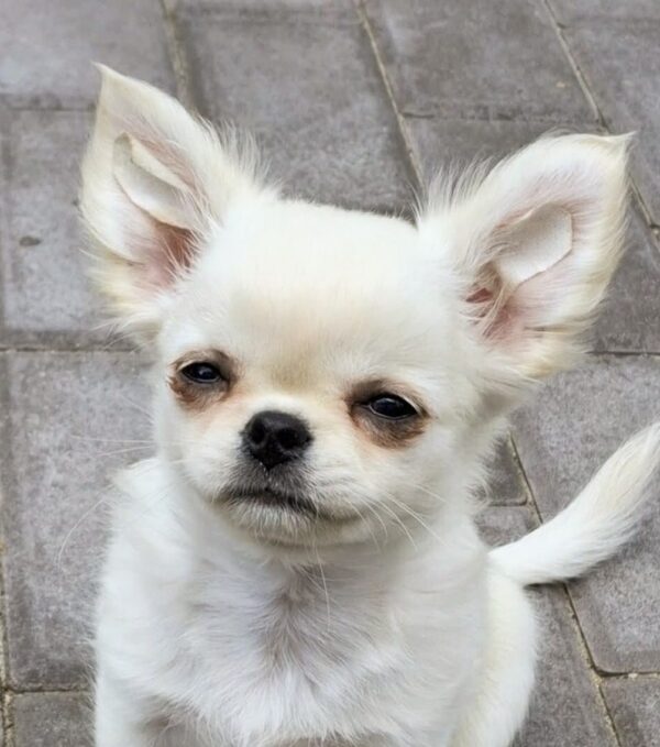 Winston Chihuahua Winston Chihuahua