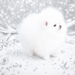 Wolter-male-Pomeranian-puppy-for-sale-1