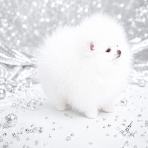 Wolter Pomeranian Wolter Pomeranian