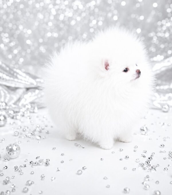 Wolter Pomeranian Wolter Pomeranian