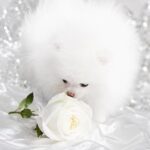 Wolter-male-Pomeranian-puppy-for-sale-2