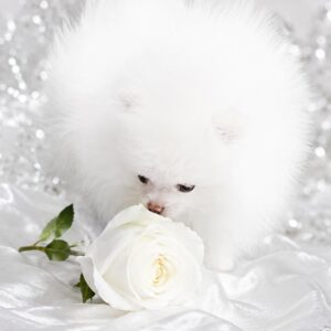 Wolter Pomeranian Wolter Pomeranian