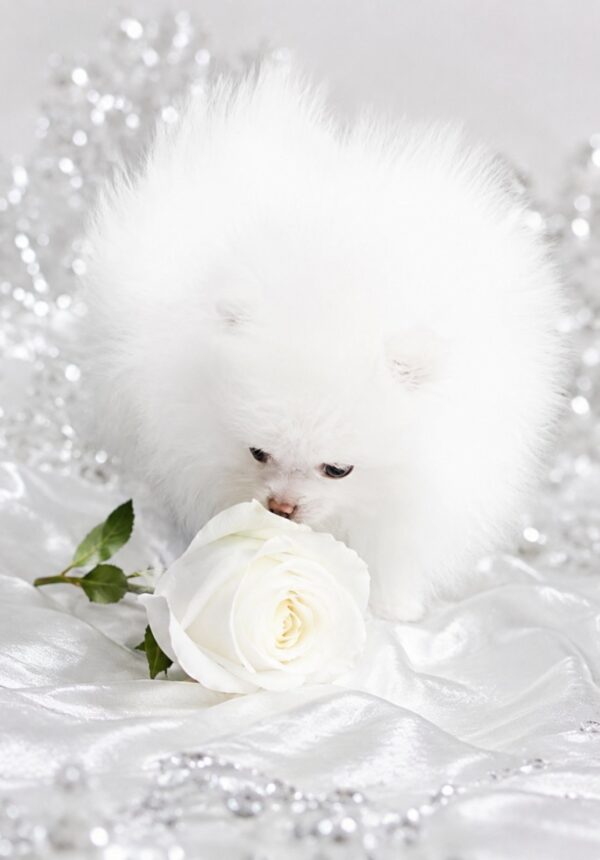 Wolter Pomeranian Wolter Pomeranian