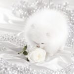 Wolter-male-Pomeranian-puppy-for-sale-3